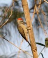 /album/photogallery/grey-woodpecker-at-palma-rima-jpg/